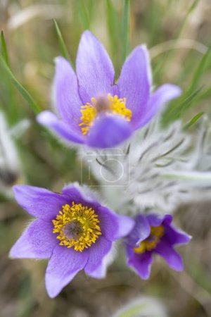 Foto de Pasque flower, Parque nacional Podyji, Moravia Meridional, República Checa - Imagen libre de derechos