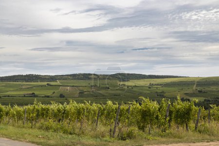 Téléchargez les photos : Tokaj paysage avec vignoble, site de l'Unesco, Hongrie - en image libre de droit