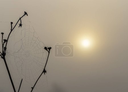 Téléchargez les photos : Toile d'araignée au soleil levant - en image libre de droit