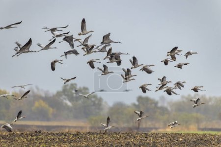 Foto de Manada de aves, Grulla Común, migración en el Parque Nacional Hortobagy, Patrimonio de la Humanidad por la UNESCO, Puszta es uno de los ecosistemas de prados y estepas más grandes de Europa, Hungría - Imagen libre de derechos