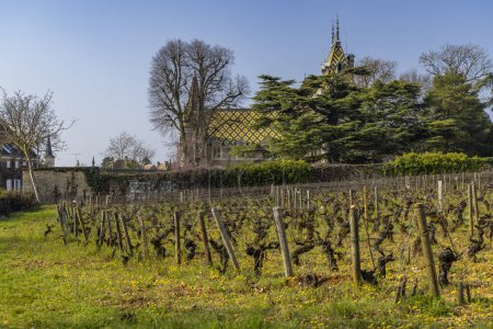 Foto de Viñedos de primavera cerca de Aloxe-Corton, Borgoña, Francia - Imagen libre de derechos