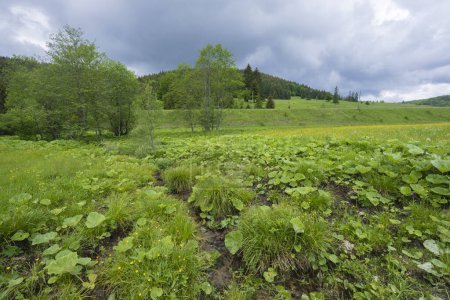 Photo for Spring of Hron, Horehronie, Low Tatras, Slovakia - Royalty Free Image