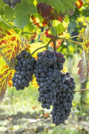 Photo for Blue grapes Pinot Noir in autumn vineyard, Southern Moravia, Czech Republic - Royalty Free Image