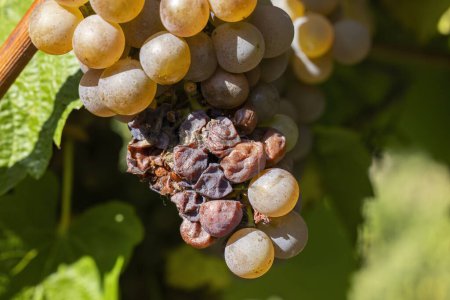 Téléchargez les photos : Raisins infestés de pourriture et de moisissure - en image libre de droit