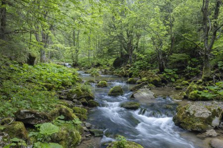 Téléchargez les photos : Vallée de Kvacianska au printemps, Chocske vrchy, Slovaquie - en image libre de droit