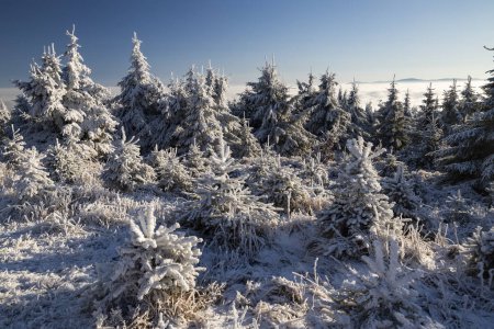 Téléchargez les photos : Paysage hivernal près de Velka Destna, Montagnes Orlicke, Bohême orientale, République tchèque - en image libre de droit