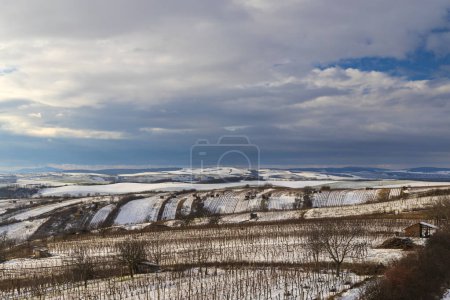 Photo for Winter vineyard near Mutenice, Southern Moravia, Czech Republic - Royalty Free Image