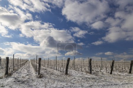 Foto de Viña de invierno cerca de Mikulov, región de Palava, sur de Moravia, República Checa - Imagen libre de derechos