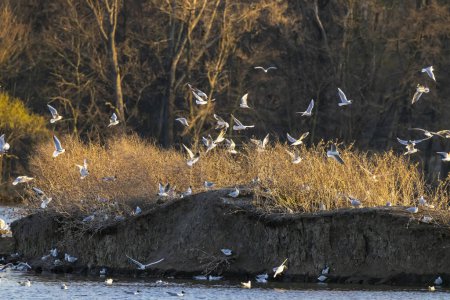 Téléchargez les photos : Goéland à tête noire, étang Jaroslavice, région de Znojmo, Moravie du Sud, République tchèque - en image libre de droit