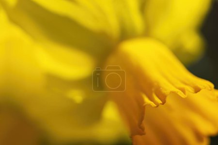 Téléchargez les photos : Gros plan de jonquille jaune - en image libre de droit