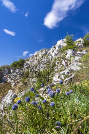 Téléchargez les photos : Flowers Globularia bisnagarica, Palava landscape, Natural monument Cat Rock (Kocici skala), Southern Moravia, Czech Republic - en image libre de droit