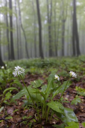 Photo for Spring beech forest in White Carpathians, Southern Moravia, Czech Republic - Royalty Free Image