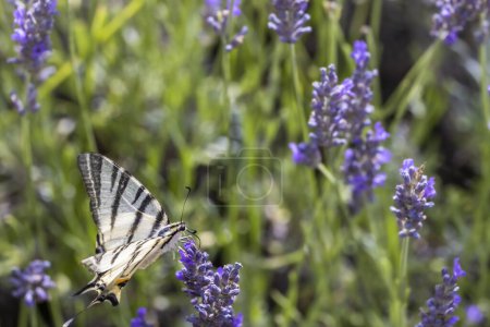 Téléchargez les photos : Swallowtail de fenouil sur lavande, Provence, France - en image libre de droit