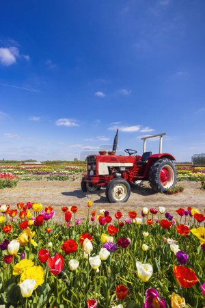 Foto de Campo de tulipanes con tractor viejo cerca de Keukenhof, Países Bajos - Imagen libre de derechos