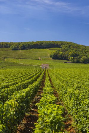 Téléchargez les photos : Vignobles typiques près de Clos de Vougeot, Côte de Nuits, Bourgogne, France - en image libre de droit