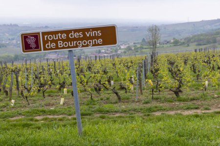 Téléchargez les photos : Route des vins près de Saint-Veran et Macon, Bourgogne, France - en image libre de droit