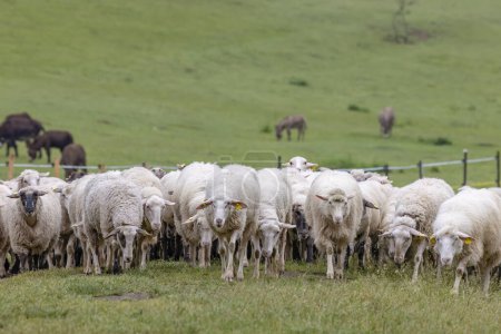 Téléchargez les photos : Sheep herd in National park Muranska Planina, Slovakia - en image libre de droit