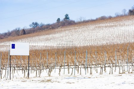 Téléchargez les photos : Vignobles près de Vinicky, région de Tokaj, Slovaquie - en image libre de droit