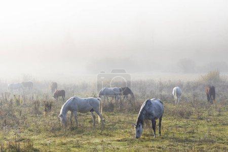 Téléchargez les photos : Troupeau de chevaux dans le nord de la Hongrie - en image libre de droit