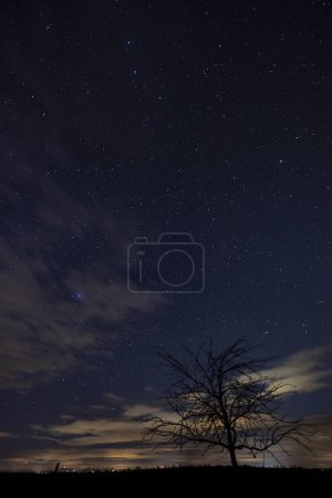 Téléchargez les photos : Arbre au ciel étoilé avant l'aube - en image libre de droit