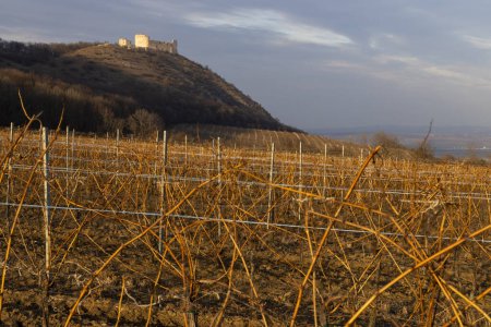 Téléchargez les photos : Ruines du château de Devicky avec vignobles, République tchèque - en image libre de droit