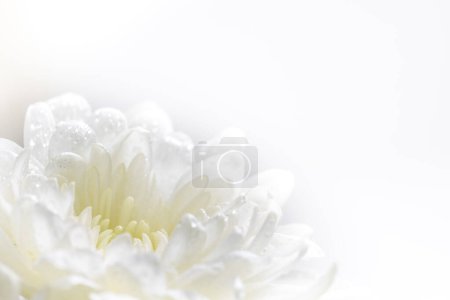 Photo for Still life of flowers on white background - Royalty Free Image