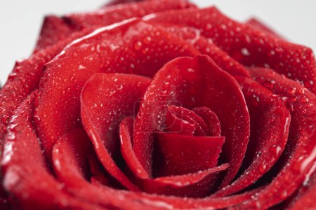 Téléchargez les photos : Bouquet de roses fraîches, fond floral - en image libre de droit
