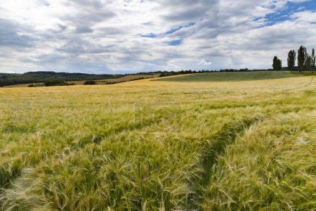 Photo for Rye sown just before the harvest, Western Bohemia, Czech Republic - Royalty Free Image