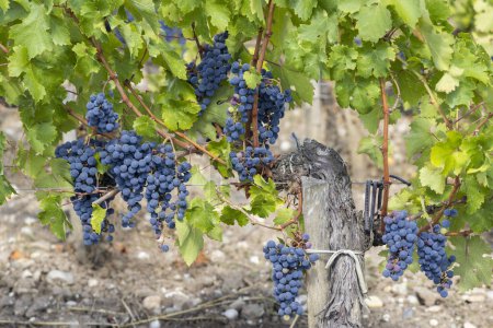 Téléchargez les photos : Vignobles avec Merlot près de Château Dauzac, Margaux, Medoc, Bordeaux, Aquitaine, France - en image libre de droit