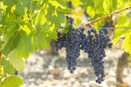 Téléchargez les photos : Vignobles avec Cabernet Sauvignon près de Château Dauzac, Margaux, Médoc, Bordeaux, Aquitaine, France - en image libre de droit