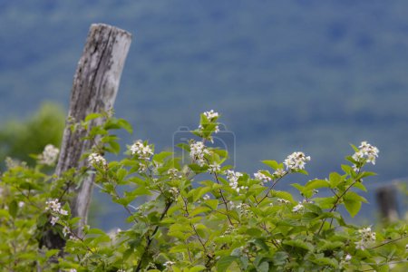 Téléchargez les photos : Verger de mûres en fleurs, collines de Zemplin, Hongrie - en image libre de droit