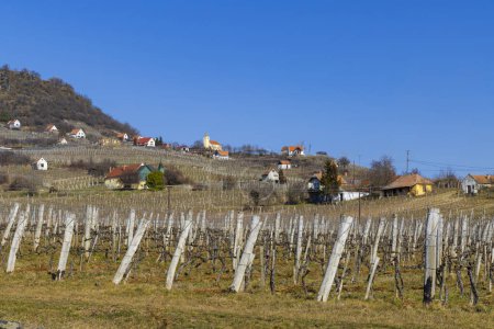 Foto de Viñedo en Somlo (Somlyo) hill, Veszprem, Hungría - Imagen libre de derechos