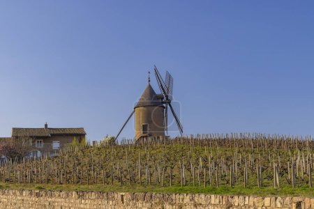 Téléchargez les photos : Spring vineyards with Chenas windmill in Beaujolais, Burgundy, France - en image libre de droit