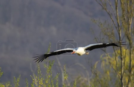 Photo for White stork (ciconia ciconia), early spring near Hunawihr, Alsace, France - Royalty Free Image