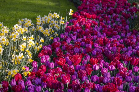 Foto de Keukenhof flower garden - largest tulip park in world, Lisse, Netherlands - Imagen libre de derechos