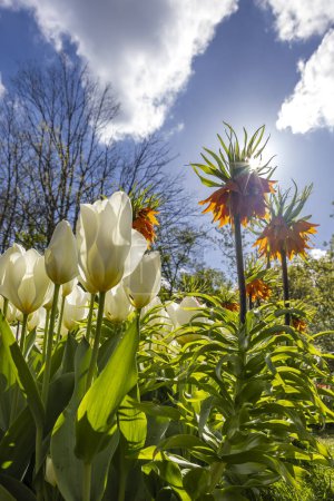 Foto de Corona imperial, fritillary imperial o corona de Kaiser (Fritillaria imperialis), jardín de flores Keukenhof, Lisse, Países Bajos - Imagen libre de derechos