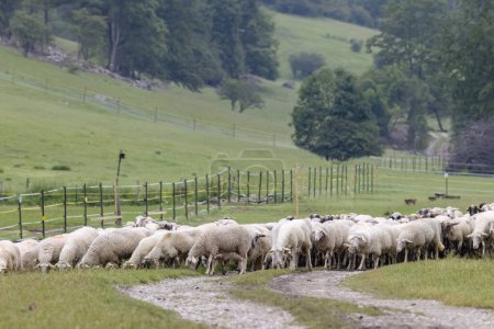 Foto de Sheep herd in National park Muranska Planina, Slovakia - Imagen libre de derechos