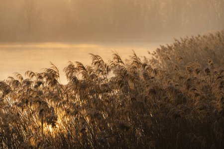 Photo for Sunrice over Jaroslavice pond, Czech Republic - Royalty Free Image