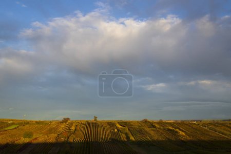 Photo for Autumn vineyard near Cejkovice, Southern Moravia, Czech Republic - Royalty Free Image