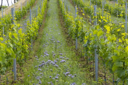 Téléchargez les photos : Vignobles avec flotteurs près de Cejkovice, Moravie du Sud, République tchèque - en image libre de droit