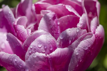 Téléchargez les photos : Macro shot of tulip with water drops, Keukenhof flower garden, Lisse, Netherlands - en image libre de droit