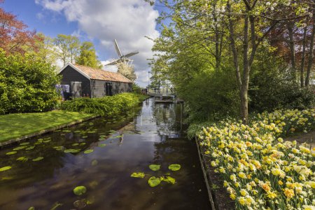 Téléchargez les photos : Narcisse jonquilla, rush narcis or jonquil, Jardin fleuri Keukenhof, Lisse, Pays-Bas - en image libre de droit