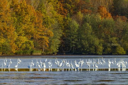 Téléchargez les photos : Héron blanc, (Ardea alba, Egretta alba), paysage d'automne dans la région de Trebonsko, Bohême du Sud, République tchèque - en image libre de droit
