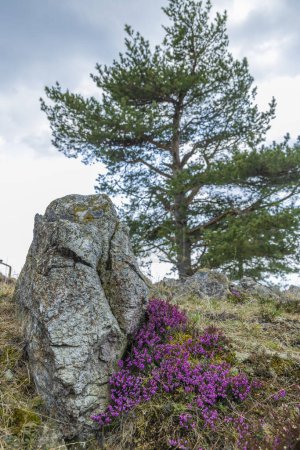 Téléchargez les photos : Monument naturel national Krizky, Bohême occidentale, République tchèque - en image libre de droit