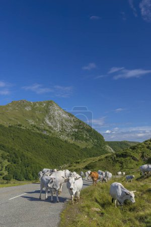 Téléchargez les photos : Paysage près de Col d'Agnes, Département d'Ariege, Pyrénées, France - en image libre de droit