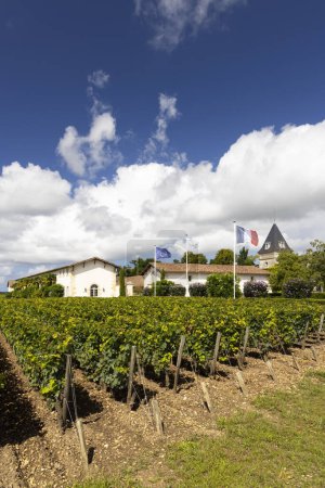 Foto de Viñedos típicos cerca de Chateau Tronquoy, Saint-Estephe, Burdeos, Aquitania, Francia - Imagen libre de derechos