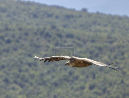 Photo for Griffon vulture in Canyon of Verdon River (Verdon Gorge) in Provence, France - Royalty Free Image