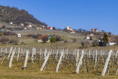 vignoble à Somlo (Somlyo) colline, comté de Veszprem, Hongrie