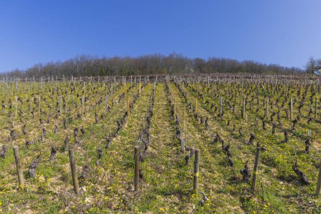 Frühjahrsweinberge bei Aloxe-Corton, Burgund, Frankreich
