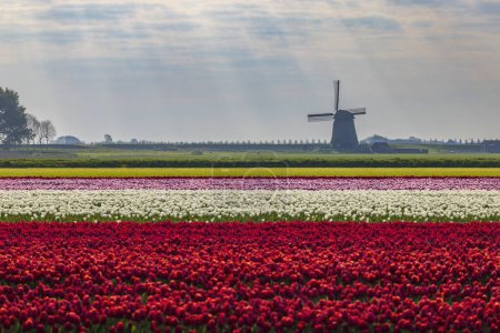 Campo de tulipanes con molino de viento cerca de Alkmaar, Países Bajos